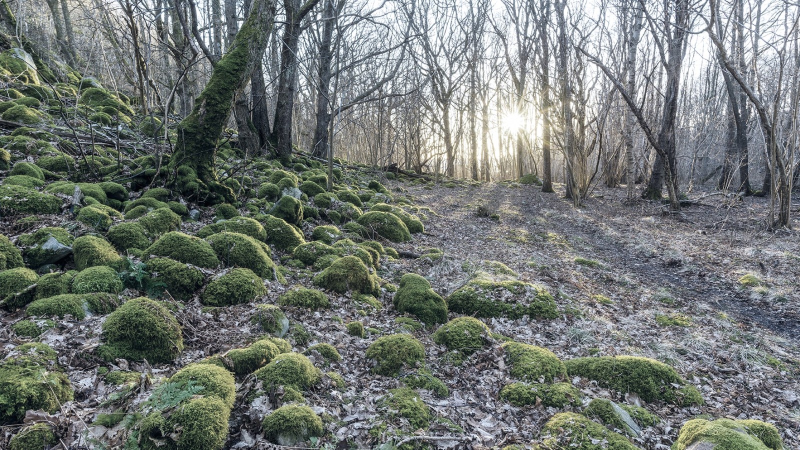 IDO -pohjoismaista muotoilua